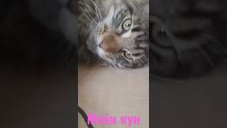 Котенок мейн кун на удалёнке 😻#shorts