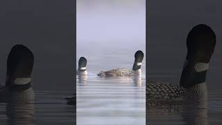 Very dengerous bird sound #shorts #bird #briddocumentry #nature #wildlife #lake #migratorybird