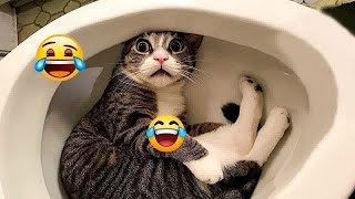 Be careful, don't laugh 🐕😺 Funny videos with dogs, cats and kittens😸part 6