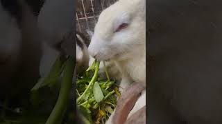 The rabbit is eating sour leaves #birds #lovebirds #birdss #lovesigns #ilovebirds #lovesymbols