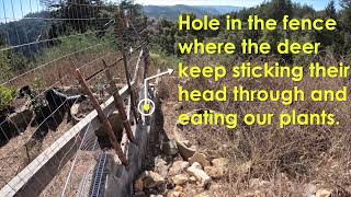 Deer defense:  Fixing the hole in the fence