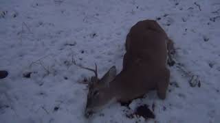 Krista's First Buck and She Dropped Him in his Tracks