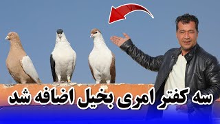 سه کفتر امری بخیل اضفافه شد /061Afghan Shawqi