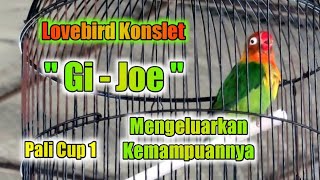 Aksi Lovebird Konslet " Gi-Joe " di acara pali cup 1