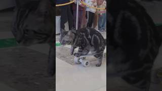 Fastest 10 metres by a cat on a skateboard! #shorts