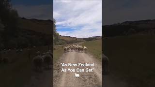 "As New Zealand As You Can Get" | Kawasaki KLR250 | Sheep Herding 🐑