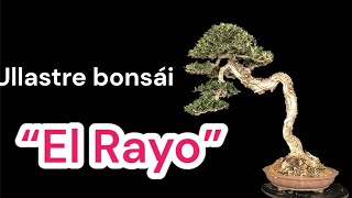 Ullastre Bonsái “El Rayo” 2024