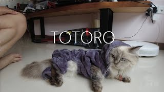 Struggling to dress up my cat for as TOTORO for Halloween!!