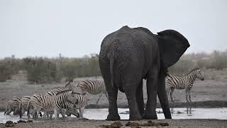 Namibia Roadtrip 2024 #8 Vom Gelton Gate zum Anderson Gate durch den Etosha