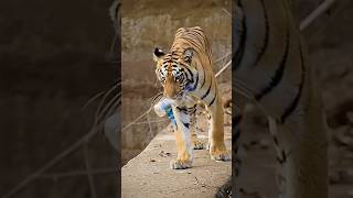 Tiger clean river #shorts #tiger