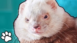 Ferrets are Super Derpy 😂 | Funny Animal Videos 2018 | That Pet Life