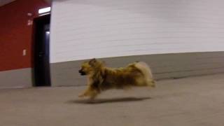 Pomeranian run like a Cheetah