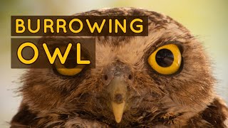 Cute Burrowing Owls