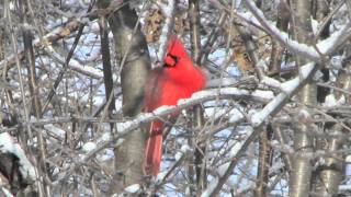 Northern Cardinal (I Will, Maura O'Connell)