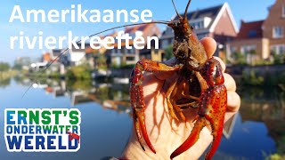 Amerikaanse RIVIERKREEFT, plaag van sloot en plas #1 Ernst's OnderWaterWereld