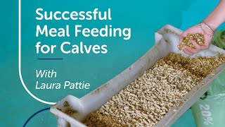 Successful Meal Feeding for Calves | PGG Wrightson Tech Tips