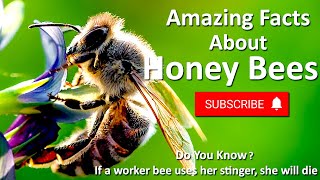 How Long Does A Honey Bee Live?