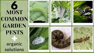 Organically Remove Aphids, Thrips, Cutworm, Cabbageworms, Mealybugs, Powdery Milldew #garden #pests