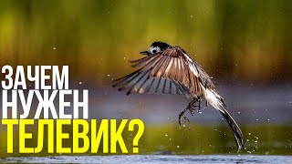 Как снимать птиц? | Фотосъемка на природе с Canon RF 600mm f/11 IS STM