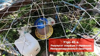 Утро 40-е. Выращивание бройлеров росс 308. Результат перевязок и недостатки клеточного содержания.