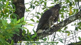 Oriental Honey-buzzard (Pernis Ptilorhynchus orientalis - Male) @ Chiu S C DSCN3668