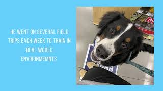 Beau - Bernese Mountain Dog Socialization & Obedience Board & Train - Boise, Idaho