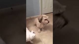 Funny viral videos" when cat is the new dog"