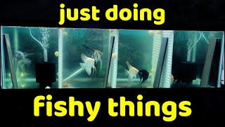 Working on the new tanks & moving fish around