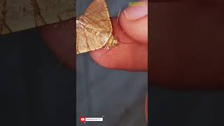 Mariposa se alimentando (Eulepidotis julianata)