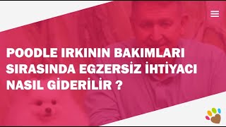 Poodle ırkının bakımları sırasında egzersiz ihtiyacı nasıl giderilir ?