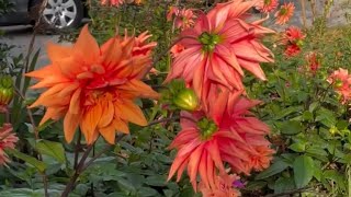 So many DAHLIA flowers.@Myhomegarden-unlimited