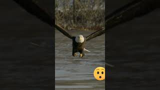 Amazing eagle #shortvideo #shortsfeed #shorts #short #popular #youtubeshorts #trending #viral