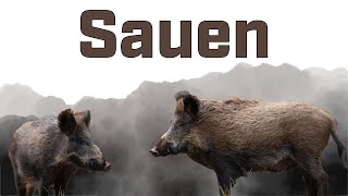 Freunde der Jagd - Die Sauen im Weizen | Pirsch | Schweine satt 😍