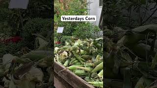 Baby Birds Yesterdays Corn 🥰🐣 #cute #farming #shorts #animals #birds