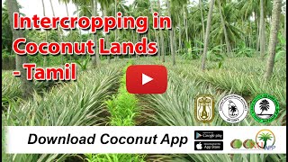 Intercropping in Coconut Lands- Tamil