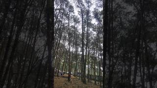 Pine forest.. Kodaikanal..very crowdy in May season...#kodaikanal #gunacaves