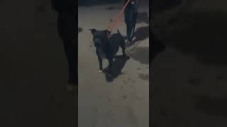 Sweety Reaction on Street dog 🐕 😈😎🔥 #pitbull #youtubeshorts #shorts