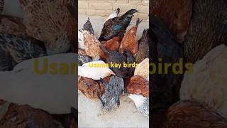 Usama kay birds 95 #myfarm #myhobbies#mypassions  #lovebirds #goldenmisrihenfarminginpakistan