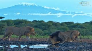 Lions Drinking in the Shadow of Mount Kilimanjaro | Great Plains Conservation