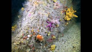 Dive Guernsey - Reeflife - Sponges  30-12-20