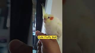 Adorable Cockatiel Coku’s Cute Moments 😍🥰🦜  #youtubeshorts #cockatiel #birds #pets #cute