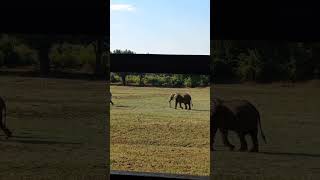 Watching elephants 🐘