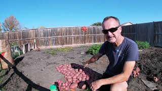 Large Potato Harvest!