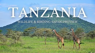 Tanzania Birds & Wildlife | Safari Preview | Naturalist Journeys