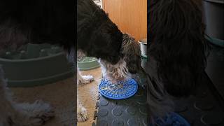 Miniature Schnauzer's Favourite Treat