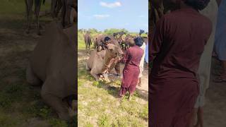 Danger camel #animals #style #wildlife #nature #movement #entertainment #scene #angry #fun #watch 😱😱