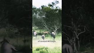 The primary defensive tactic of wildebeest is herding#shortvideo #wildebeest