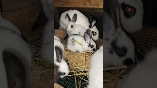 Cute Cherkered gaint rabbits