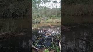 Mancing Ikan di Spot Liar Embung tengah hutan