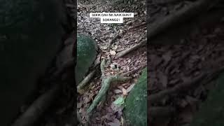 Solo Hiking Bukit Marak || Bukit Marak Seram || Solo Hiking